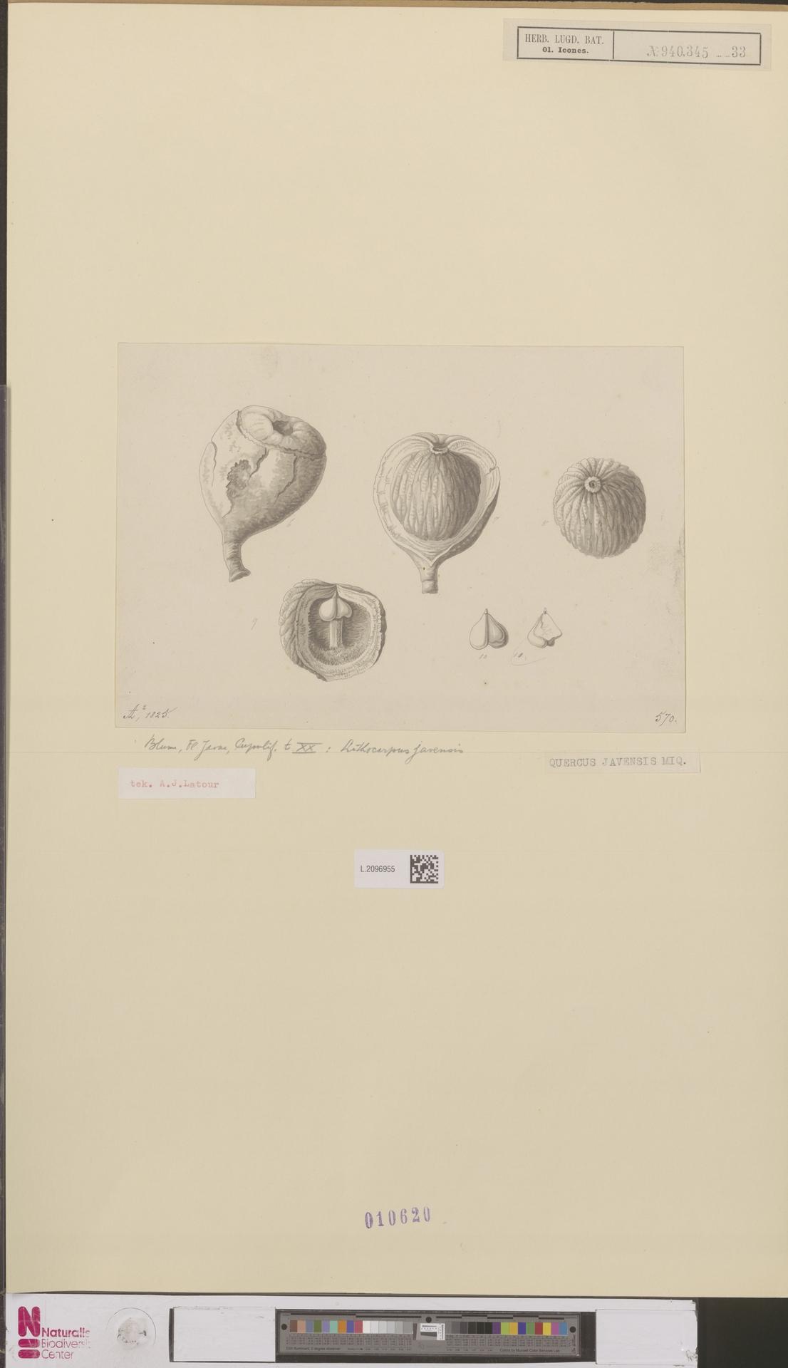 Lithocarpus javensis: Quercus javensis Miquel