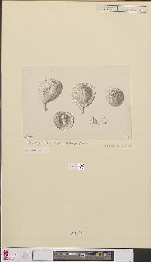 Lithocarpus javensis: Quercus javensis Miquel