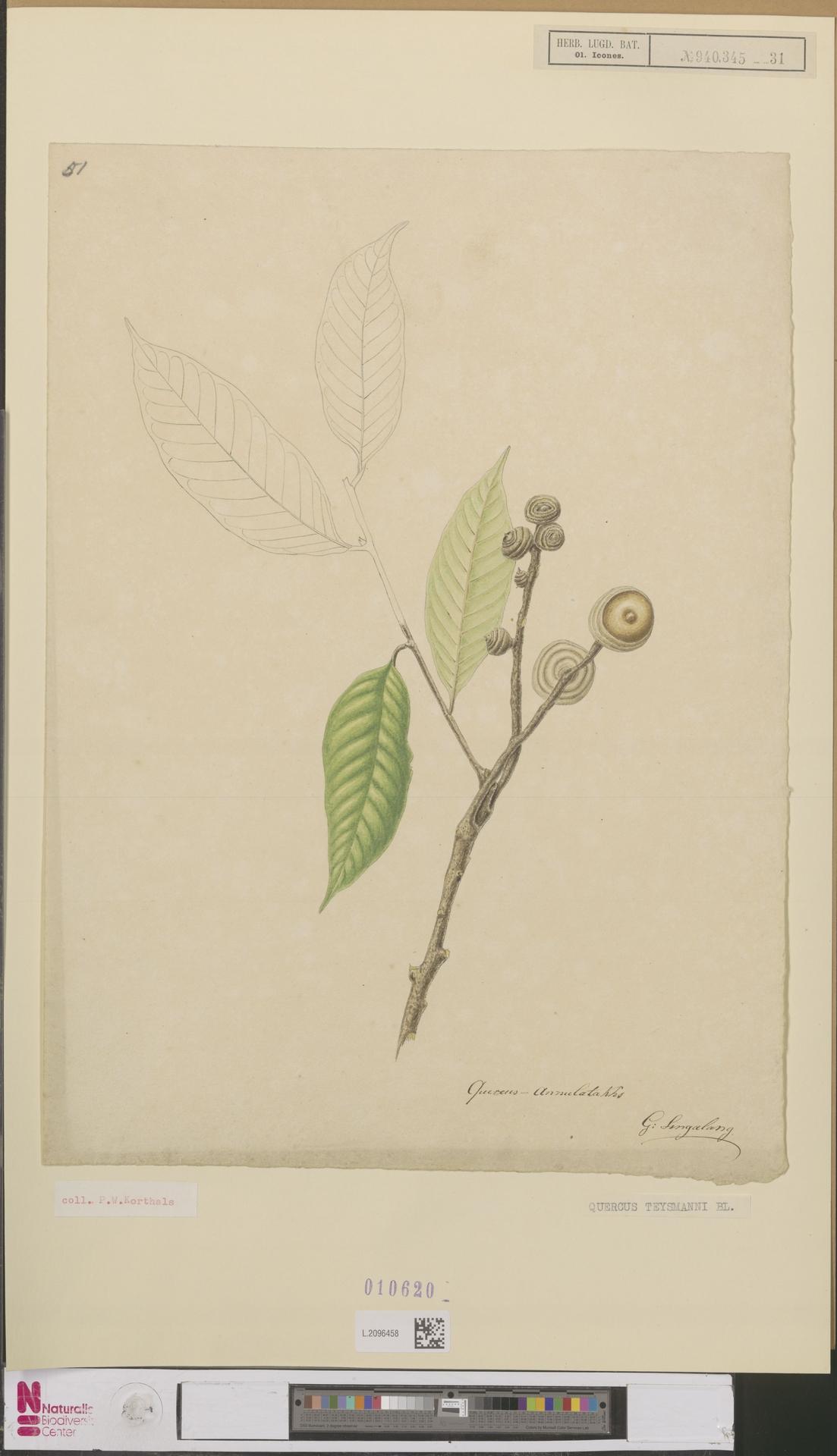 Lithocarpus korthalsii: Quercus teysmannii Blume