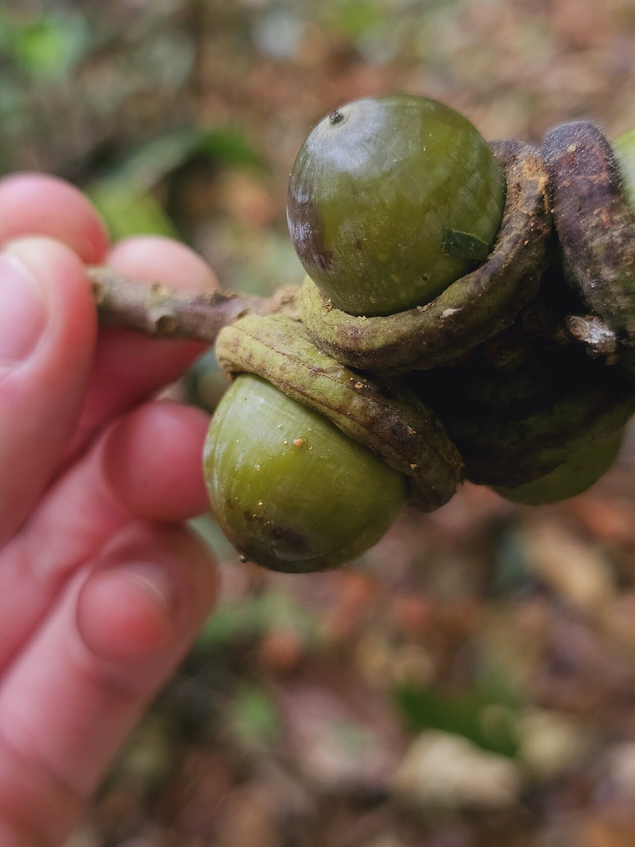 Lithocarpus lucidus: Lithocarpus lucidus in Malaysia