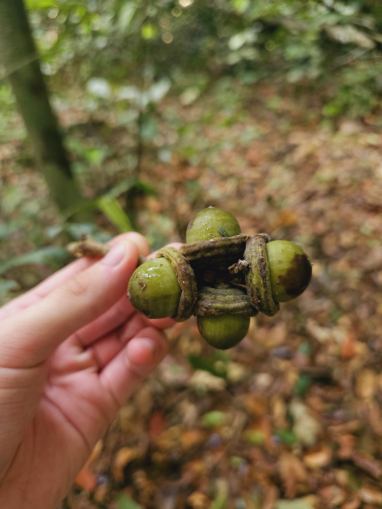 Lithocarpus lucidus: Lithocarpus lucidus in Malaysia