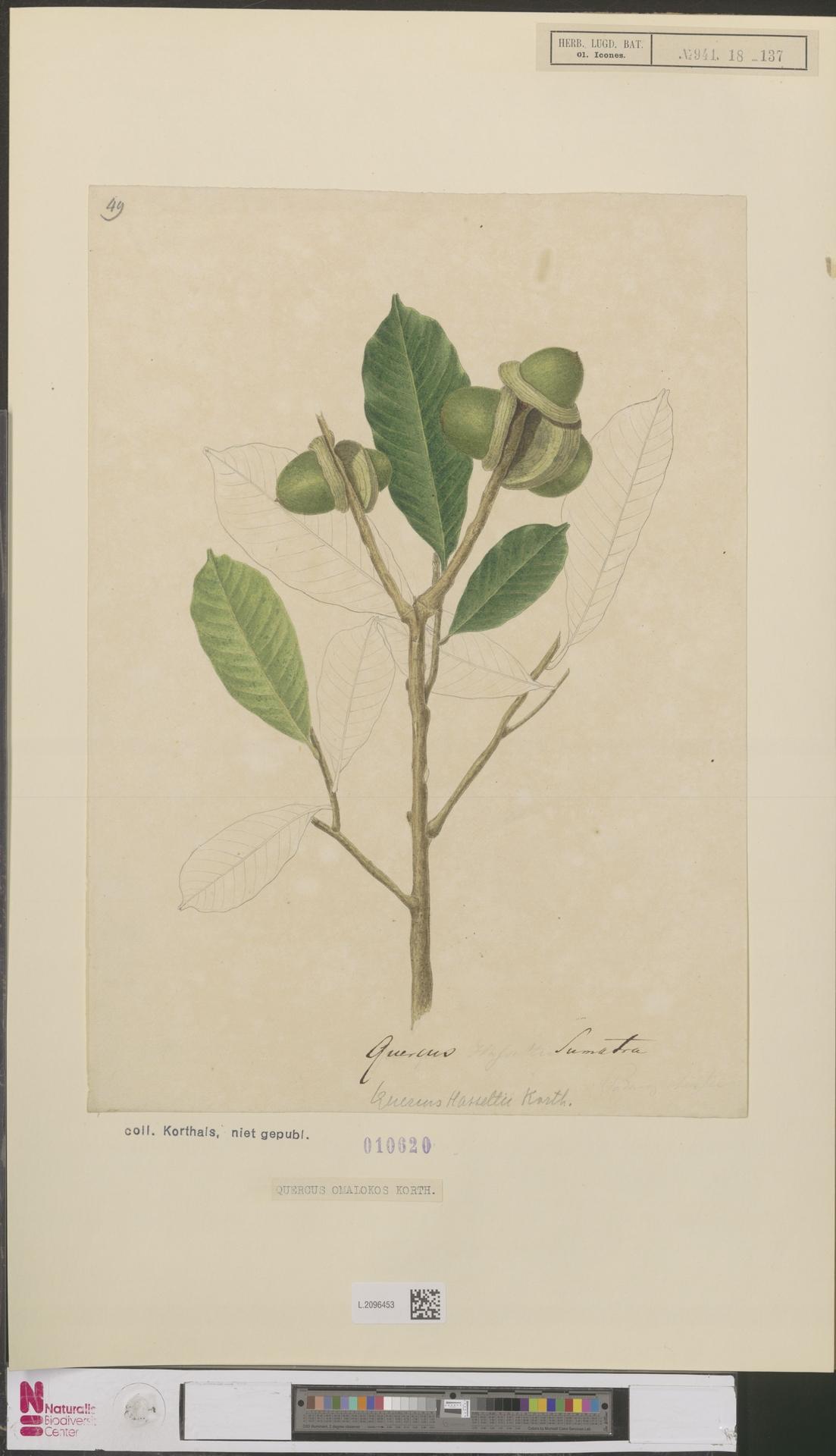 Lithocarpus lucidus: Quercus omalokos Korthals