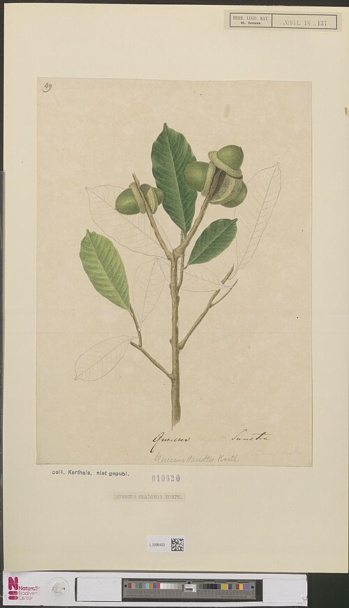 Lithocarpus lucidus: Quercus omalokos Korthals
