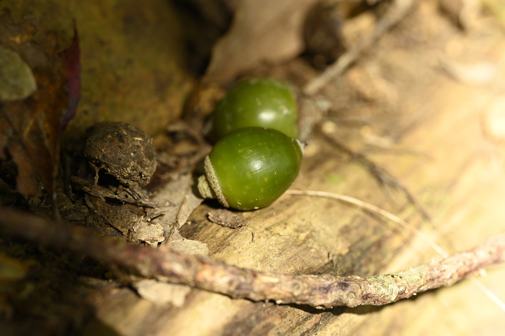 Lithocarpus nantoensis (Lithocarpus nantoensis)