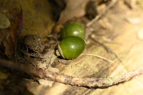 Lithocarpus nantoensis (Lithocarpus nantoensis)