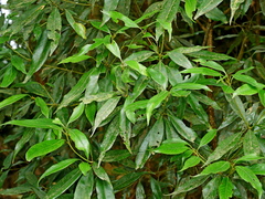 Lithocarpus nantoensis (Lithocarpus nantoensis)
