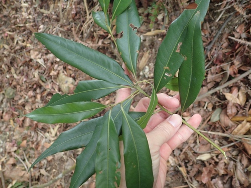 Lithocarpus nantoensis (Lithocarpus nantoensis)