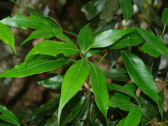 Lithocarpus nantoensis (Lithocarpus nantoensis)