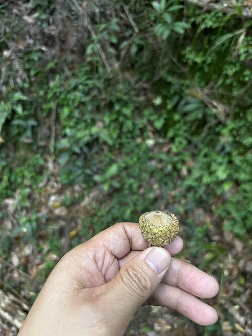 Lithocarpus pachylepis: Holding the fruit of lithocarpus pachylepis