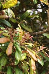 Lithocarpus quercifolius (Lithocarpus quercifolius)