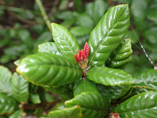 Lithocarpus quercifolius (Lithocarpus quercifolius)