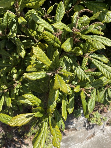 Lithocarpus quercifolius (Lithocarpus quercifolius)