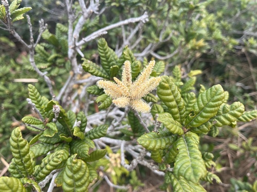 Lithocarpus quercifolius (Lithocarpus quercifolius)