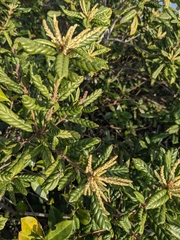 Lithocarpus quercifolius (Lithocarpus quercifolius)