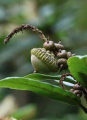 Lithocarpus quercifolius (Lithocarpus quercifolius)