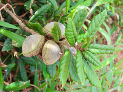 Lithocarpus quercifolius (Lithocarpus quercifolius)