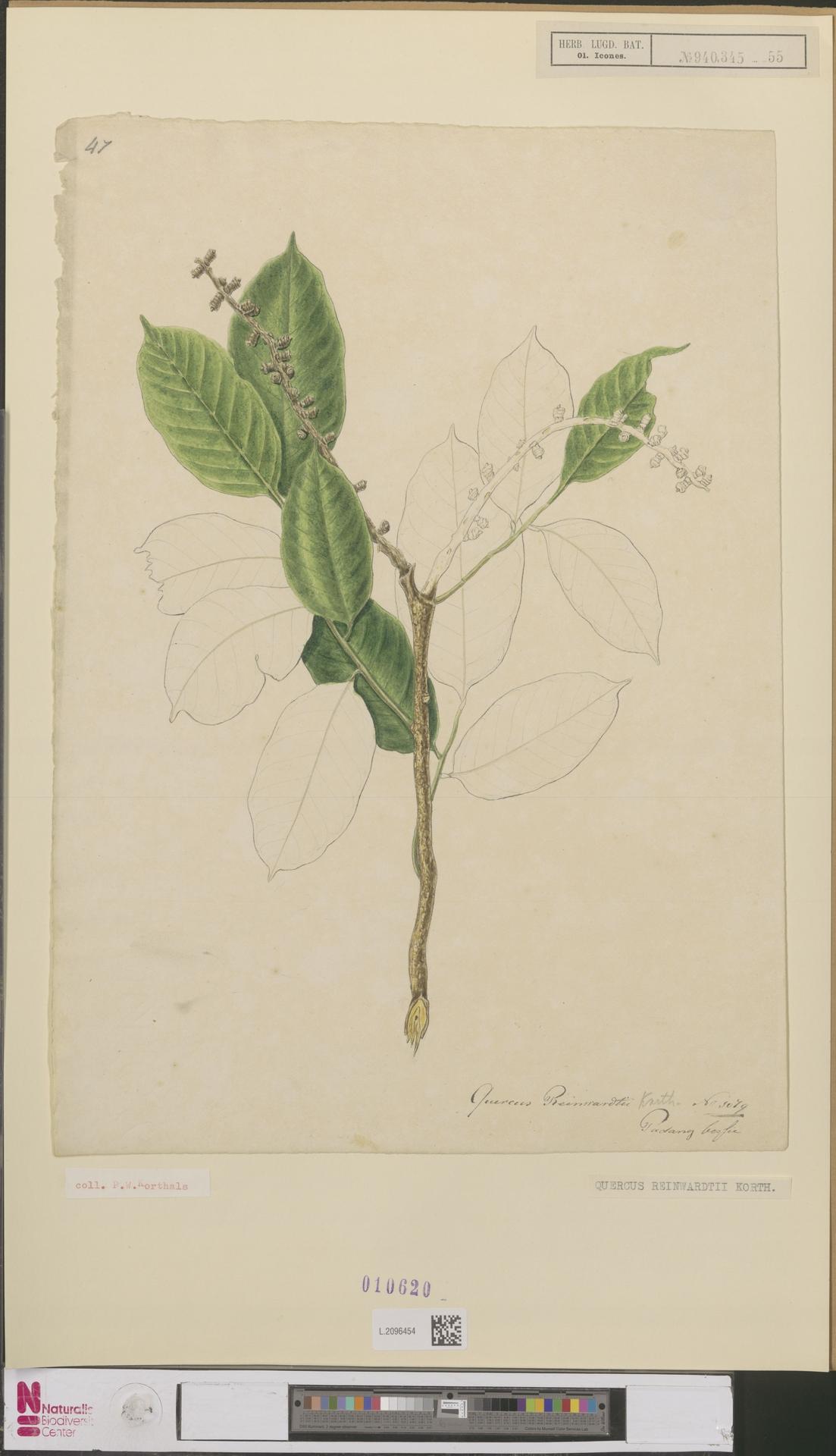Lithocarpus reinwardtii: Quercus reinwardtii Korthals