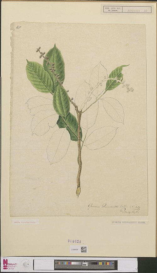 Lithocarpus reinwardtii: Quercus reinwardtii Korthals