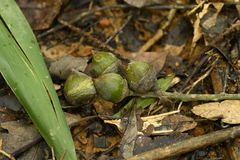 Lithocarpus shinsuiensis (Lithocarpus shinsuiensis)