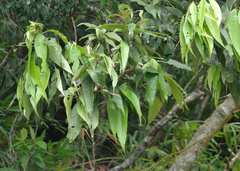 Lithocarpus shinsuiensis (Lithocarpus shinsuiensis)