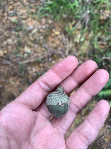 Lithocarpus shinsuiensis (Lithocarpus shinsuiensis)