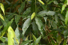 Lithocarpus shinsuiensis (Lithocarpus shinsuiensis)