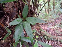 Lithocarpus shinsuiensis (Lithocarpus shinsuiensis)