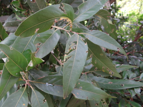 Lithocarpus shinsuiensis (Lithocarpus shinsuiensis)