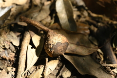 Lithocarpus shinsuiensis (Lithocarpus shinsuiensis)