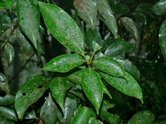Lithocarpus taitoensis (Lithocarpus taitoensis)