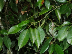 Lithocarpus taitoensis (Lithocarpus taitoensis)