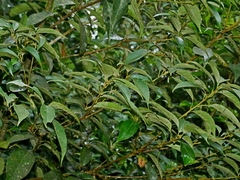 Lithocarpus taitoensis (Lithocarpus taitoensis)