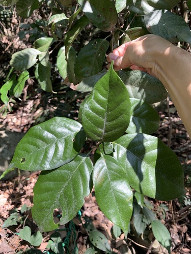 Lithocarpus taitoensis (Lithocarpus taitoensis)