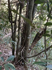 Lithocarpus taitoensis (Lithocarpus taitoensis)