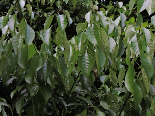 Lithocarpus taitoensis (Lithocarpus taitoensis)