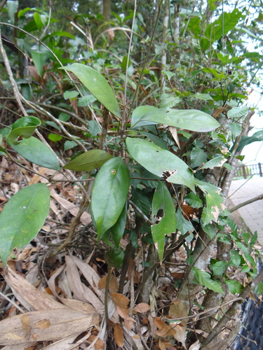 Lithocarpus taitoensis (Lithocarpus taitoensis)