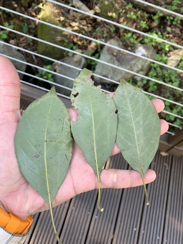 Lithocarpus taitoensis (Lithocarpus taitoensis)