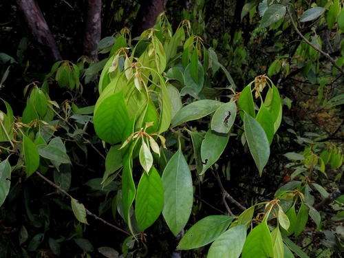 Lithocarpus taitoensis (Lithocarpus taitoensis)