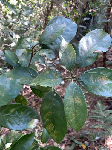 Lithocarpus taitoensis (Lithocarpus taitoensis)