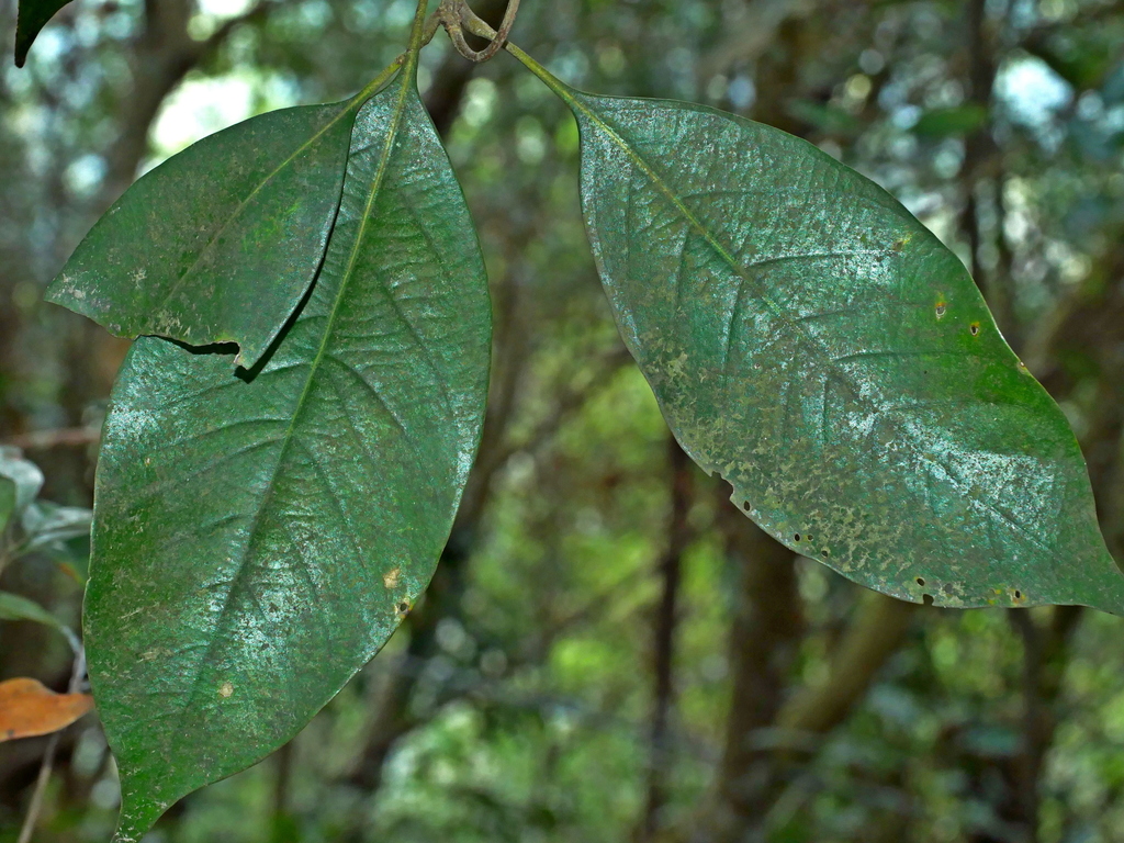 Lithocarpus taitoensis (Lithocarpus taitoensis)