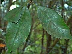 Lithocarpus taitoensis (Lithocarpus taitoensis)