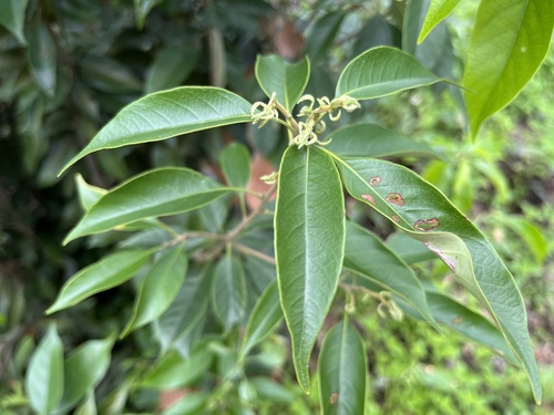 Lithocarpus taitoensis (Lithocarpus taitoensis)