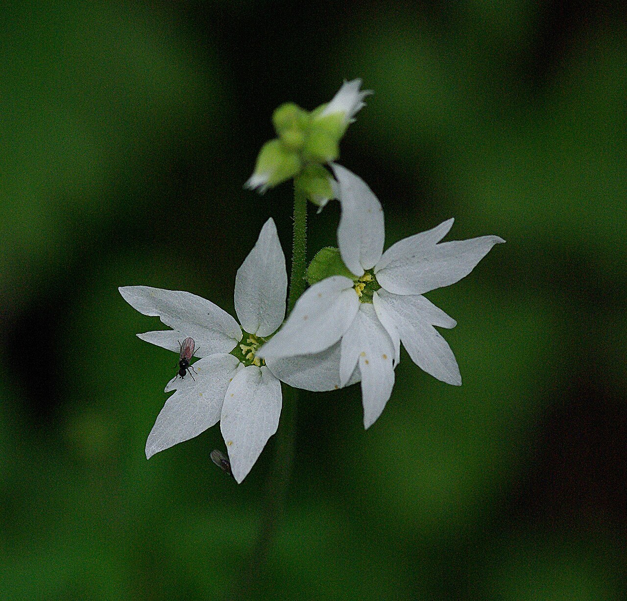 San Francisco woodland-star: CALIFORNIA - FLOWERS of San Luis Obispo Co