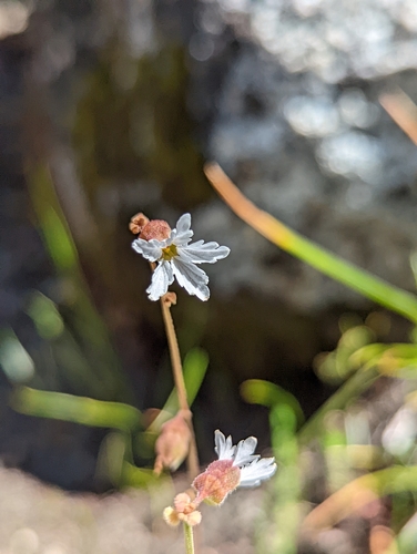 Siskiyou Mountain woodland-star (Lithophragma campanulatum)