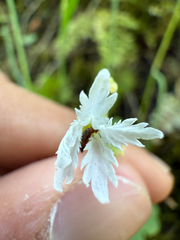 Siskiyou Mountain woodland-star (Lithophragma campanulatum)