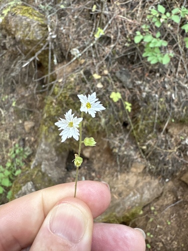 Siskiyou Mountain woodland-star (Lithophragma campanulatum)