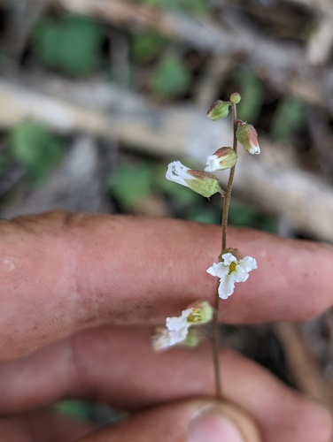 Siskiyou Mountain woodland-star (Lithophragma campanulatum)