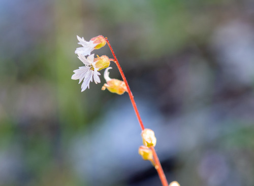 Siskiyou Mountain woodland-star (Lithophragma campanulatum)