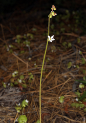 Siskiyou Mountain woodland-star (Lithophragma campanulatum)