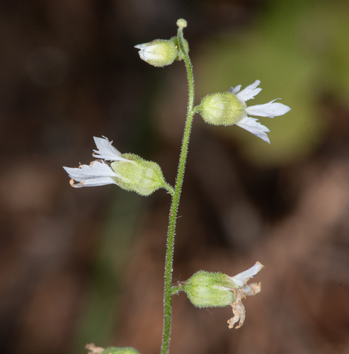 Siskiyou Mountain woodland-star (Lithophragma campanulatum)